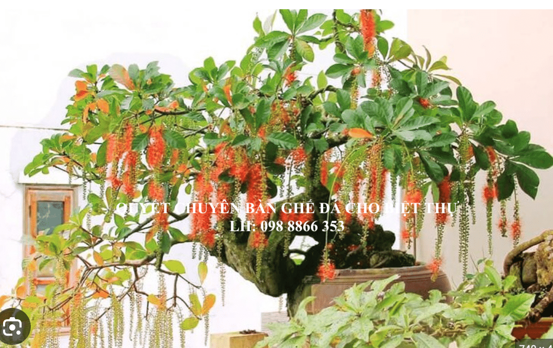 Cây Lộc Vừng - Loài Cây Tượng Trưng CHo Tài Lộc