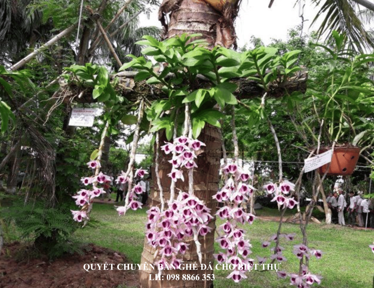 Cây Hoa Lan - Loài Hoa Biểu Tượng Của Tình Yêu